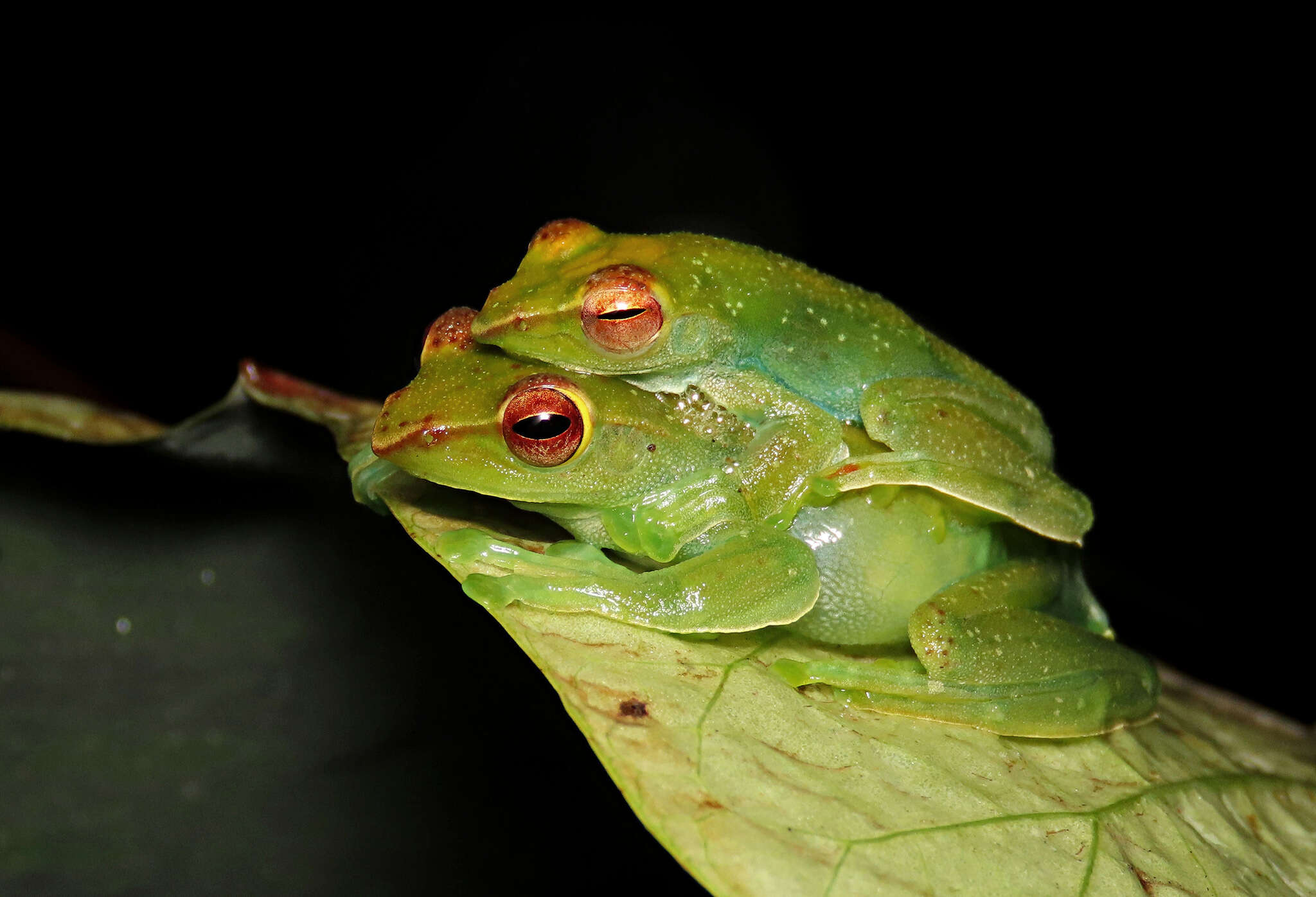 Image de Zhangixalus dulitensis (Boulenger 1892)