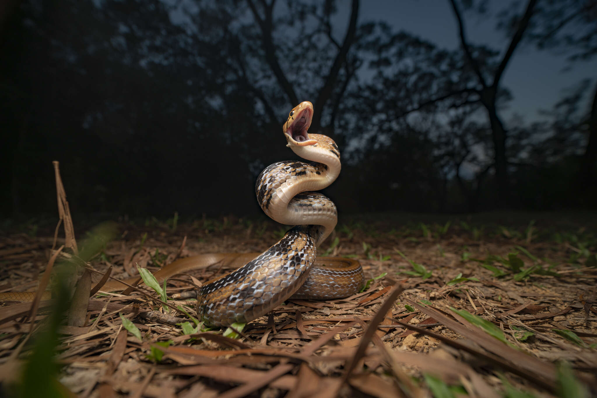 Image of Copper-headed Trinket Snake