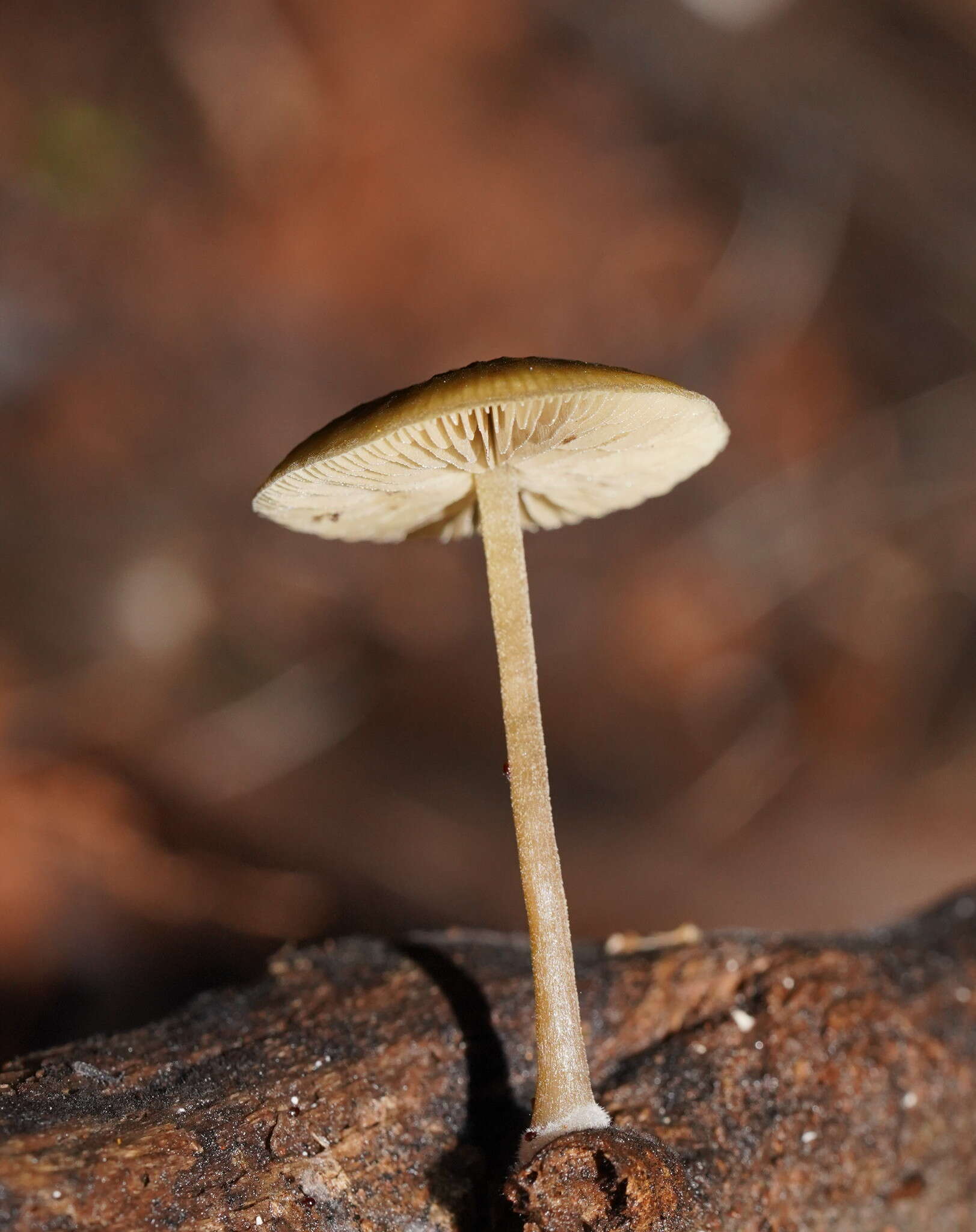 Слика од Simocybe phlebophora E. Horak 1980