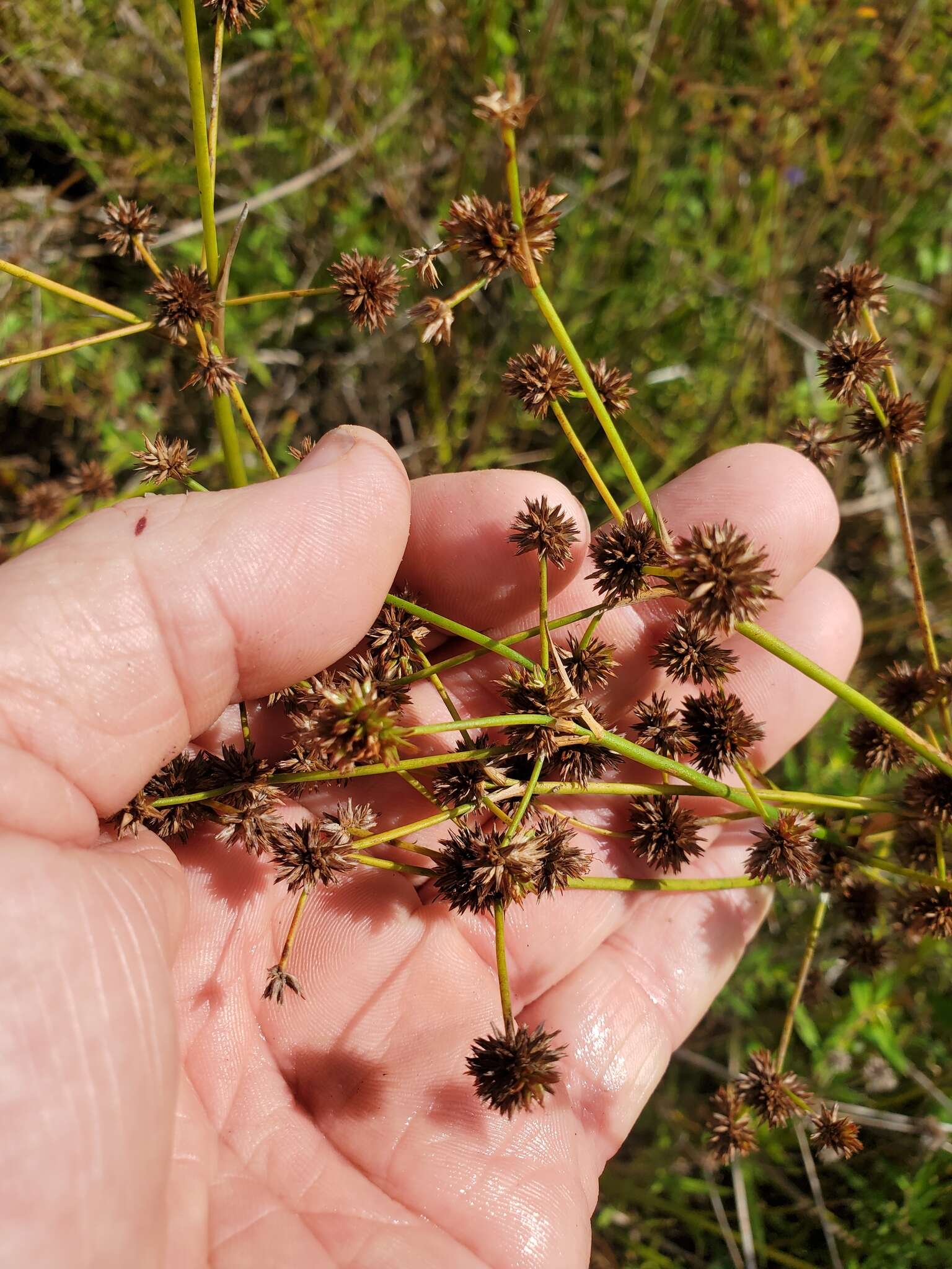 Image of Juncus polycephalus Michx.