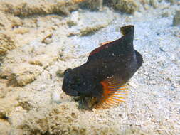 Image of Brown coral blenny