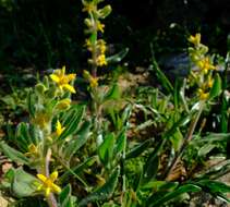 Image of Tetragonia hirsuta L. fil.