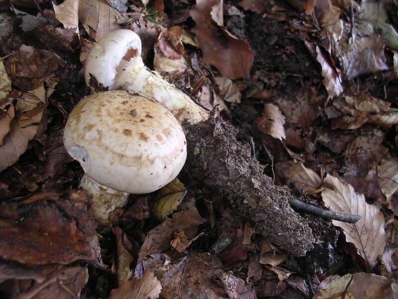 Imagem de Hebeloma radicosum (Bull.) Ricken 1911