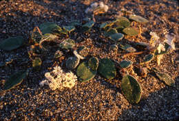 Image of Wyoming Sand Verbena