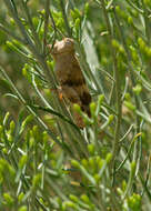 Trimerotropis californica Bruner & L. 1889 resmi