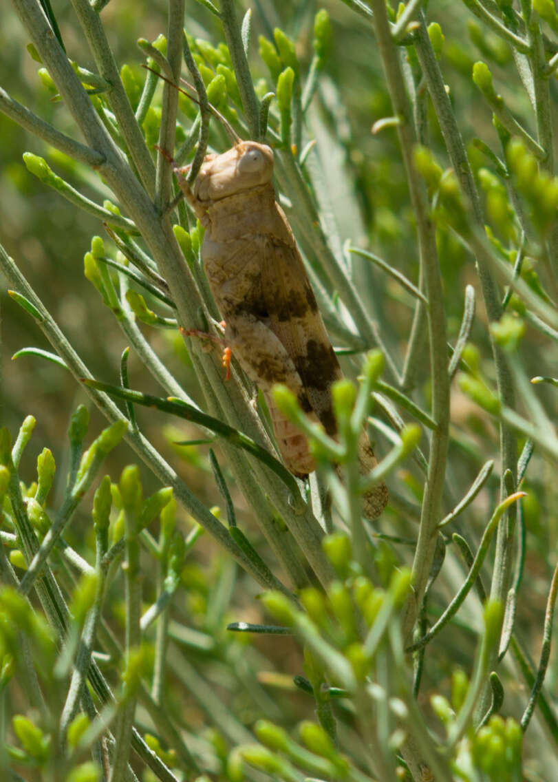 Trimerotropis californica Bruner & L. 1889 resmi