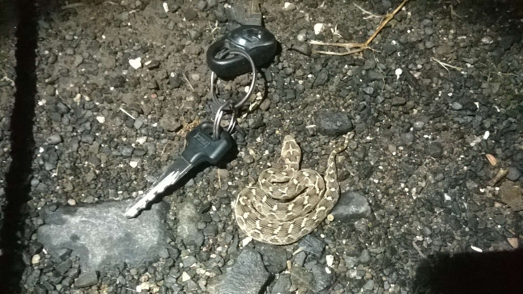 Image of Saw-scaled Viper