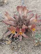 Imagem de Aphyllon californicum subsp. grande (Heckard) A. C. Schneid.