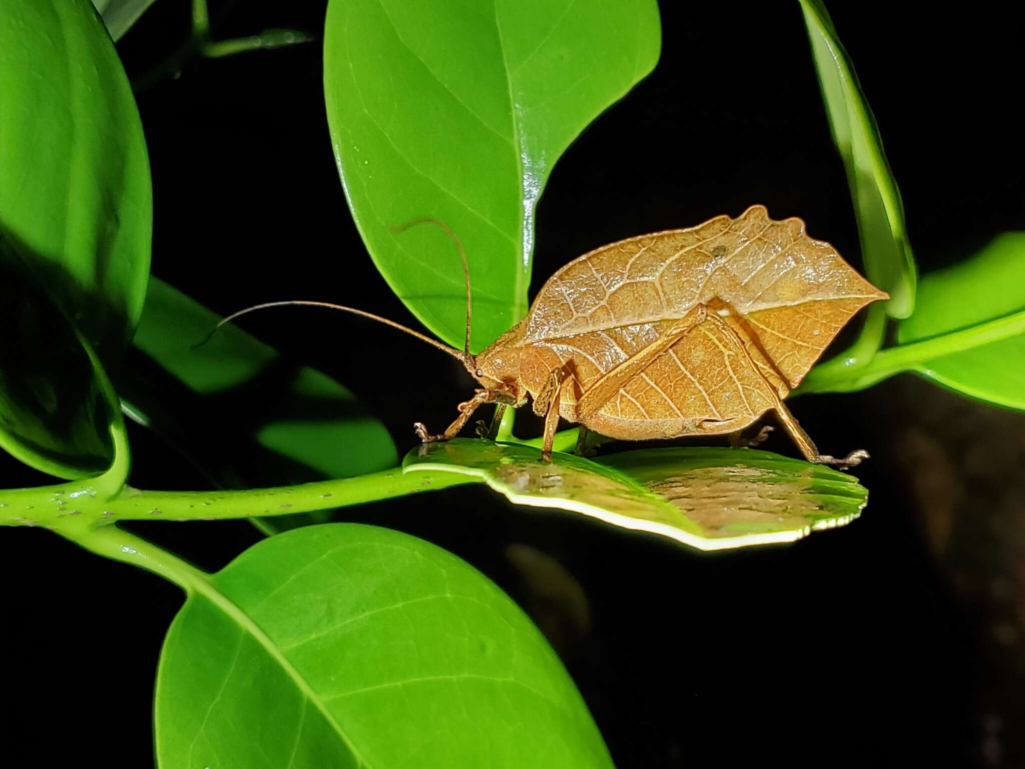 Imagem de Mimetica crenulata Rehn & J. A. G. 1906