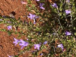 صورة Eremophila incisa Chinnock