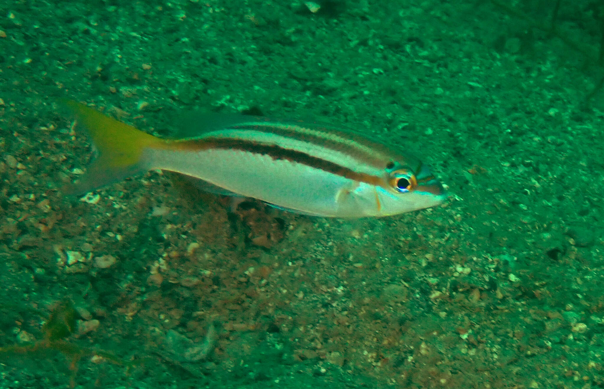 Image of Bald-spot monocle bream