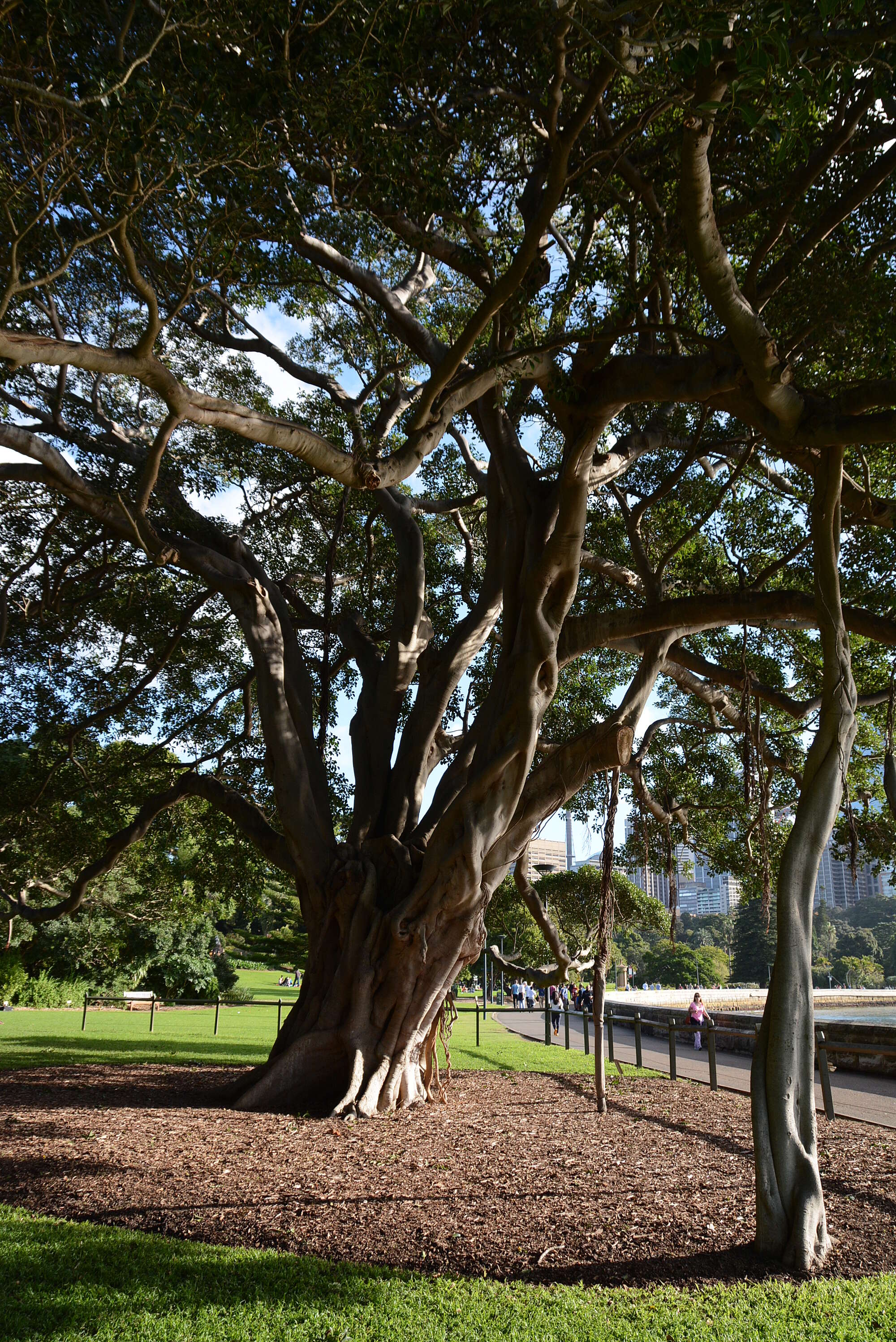 Imagem de Ficus macrophylla Desf.