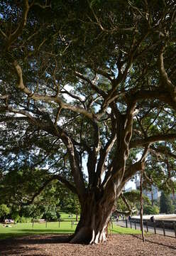 Image of Moreton Bay fig