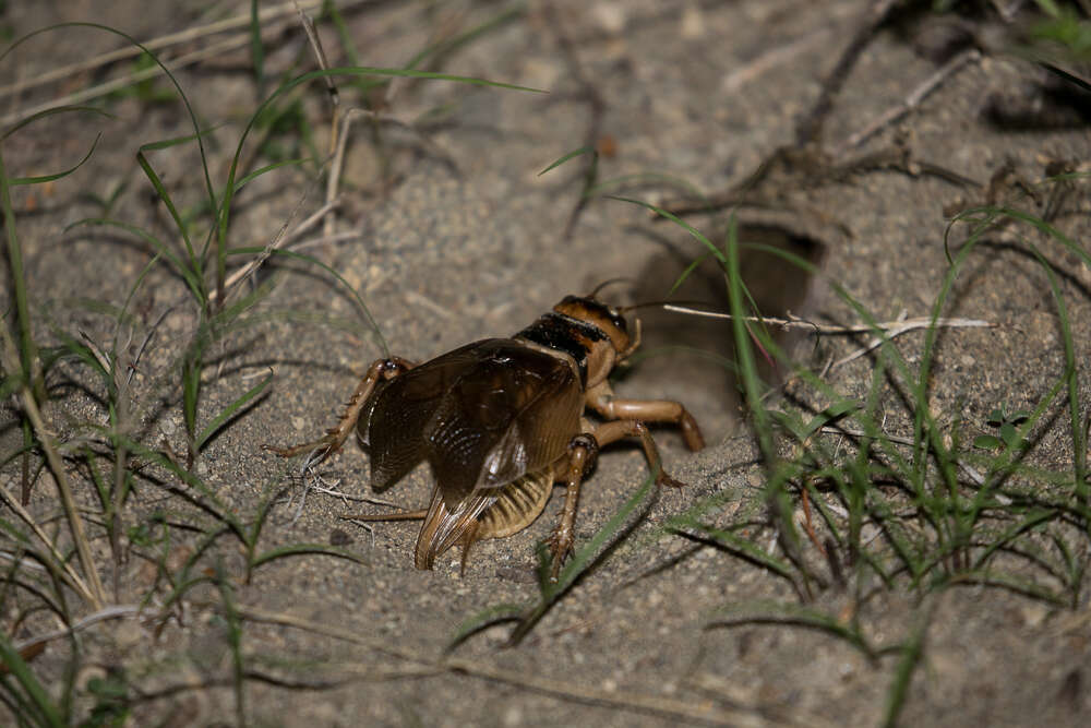 Image of Brachytrupes membranaceus (Drury 1770)