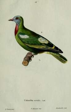 Image of Claret-breasted Fruit Dove