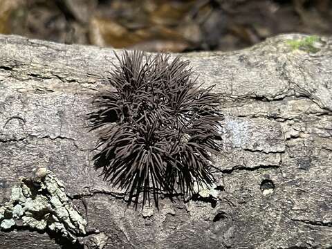 Image of Stemonitis axifera