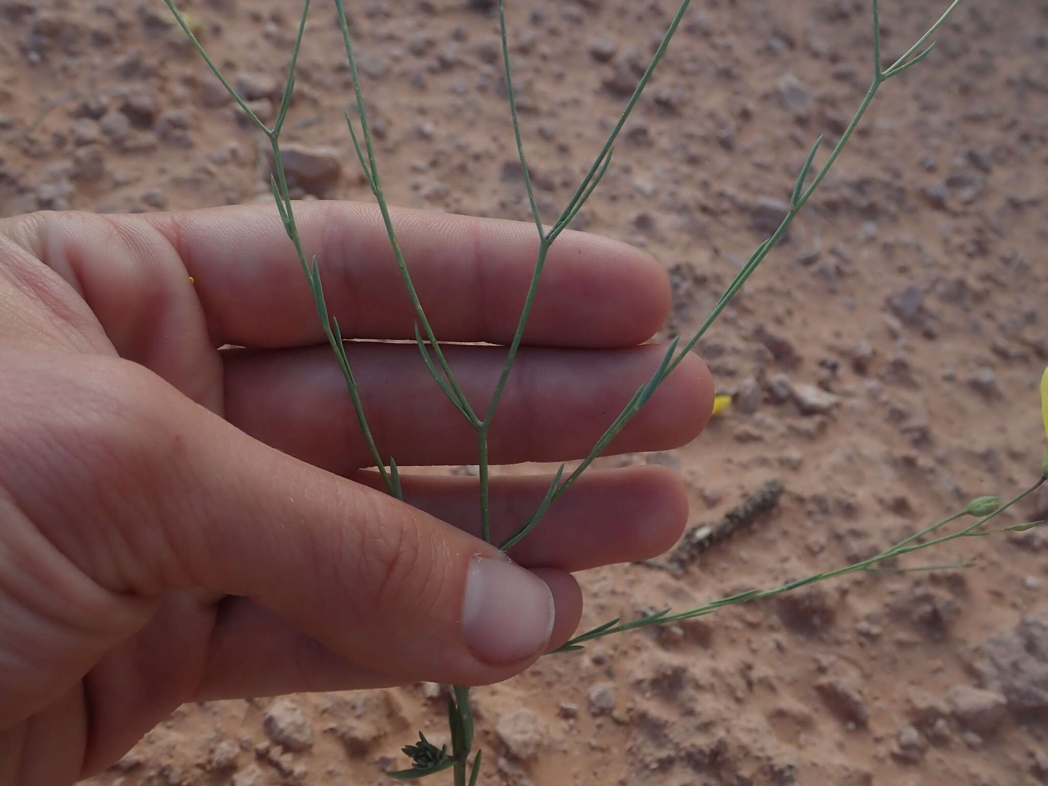 Image of sprucemont flax