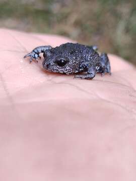 Image of Bibron’s Toadlet