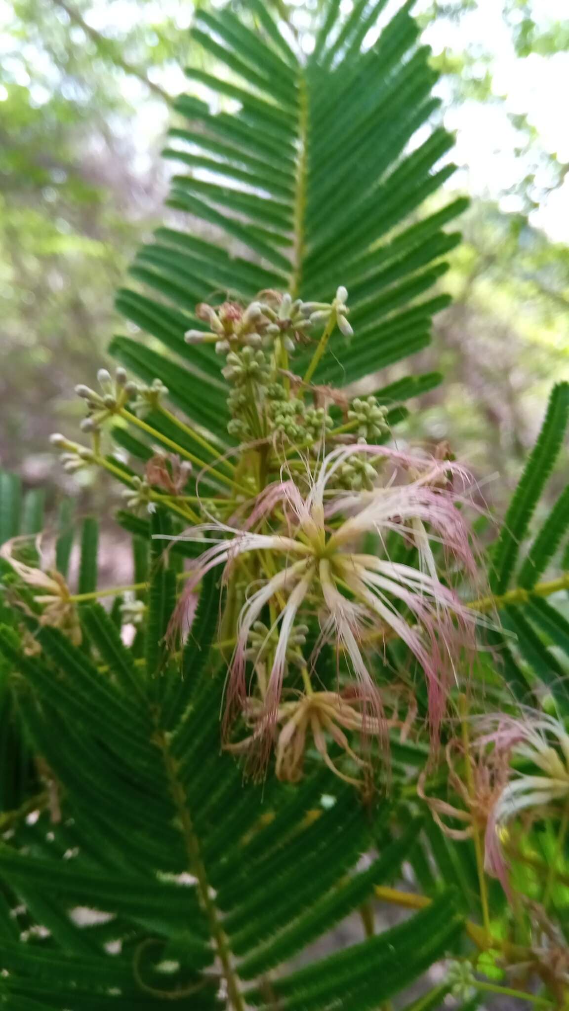 Image of Albizia polyphylla E. Fourn.