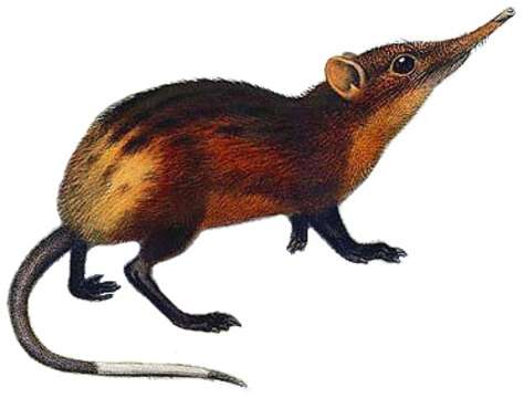 Image of Golden-rumped Elephant Shrew