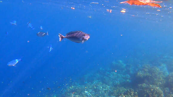 Image of Brown Unicornfish