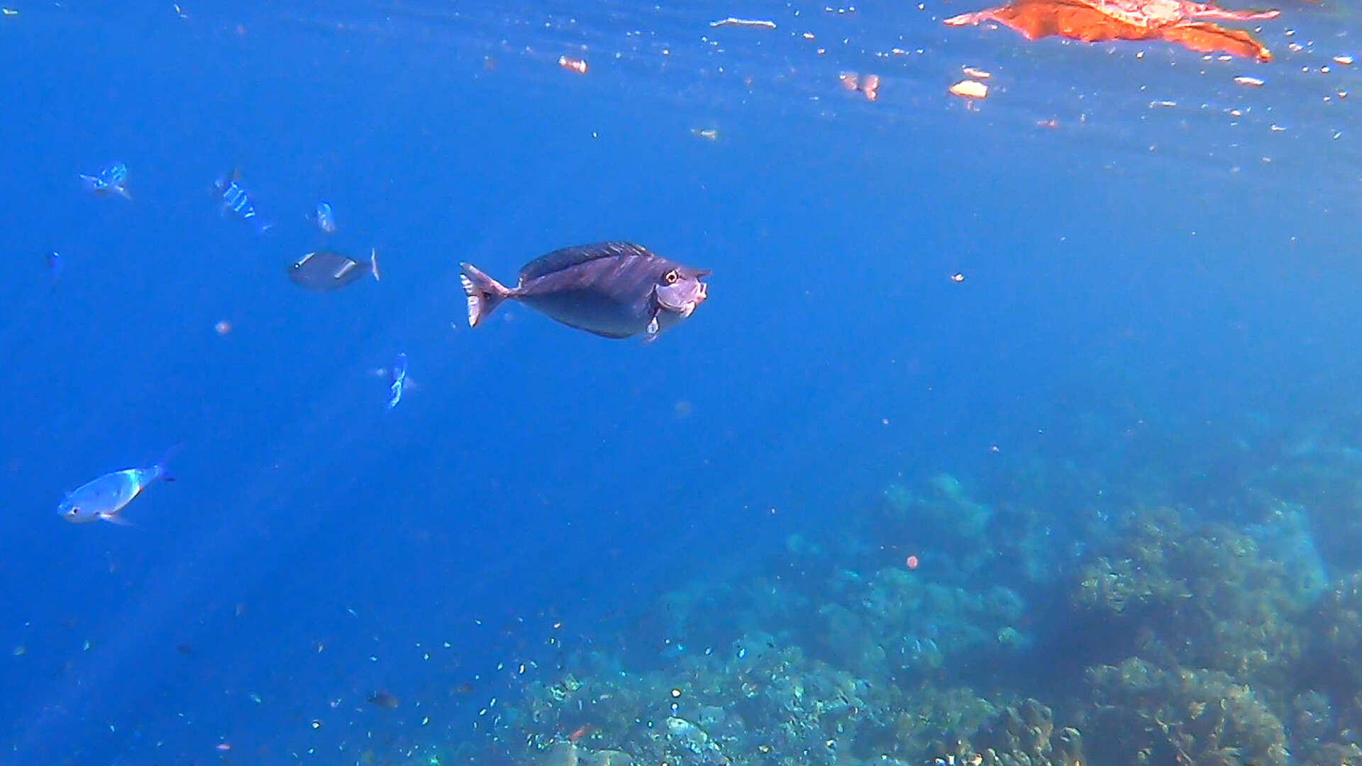 Image of Brown Unicornfish