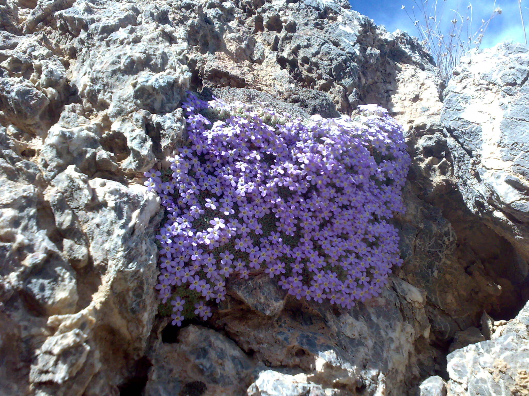 Image of Dionysia