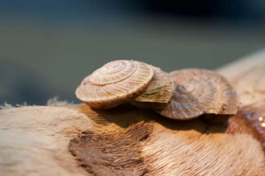 Image of Oreohelix hammeri