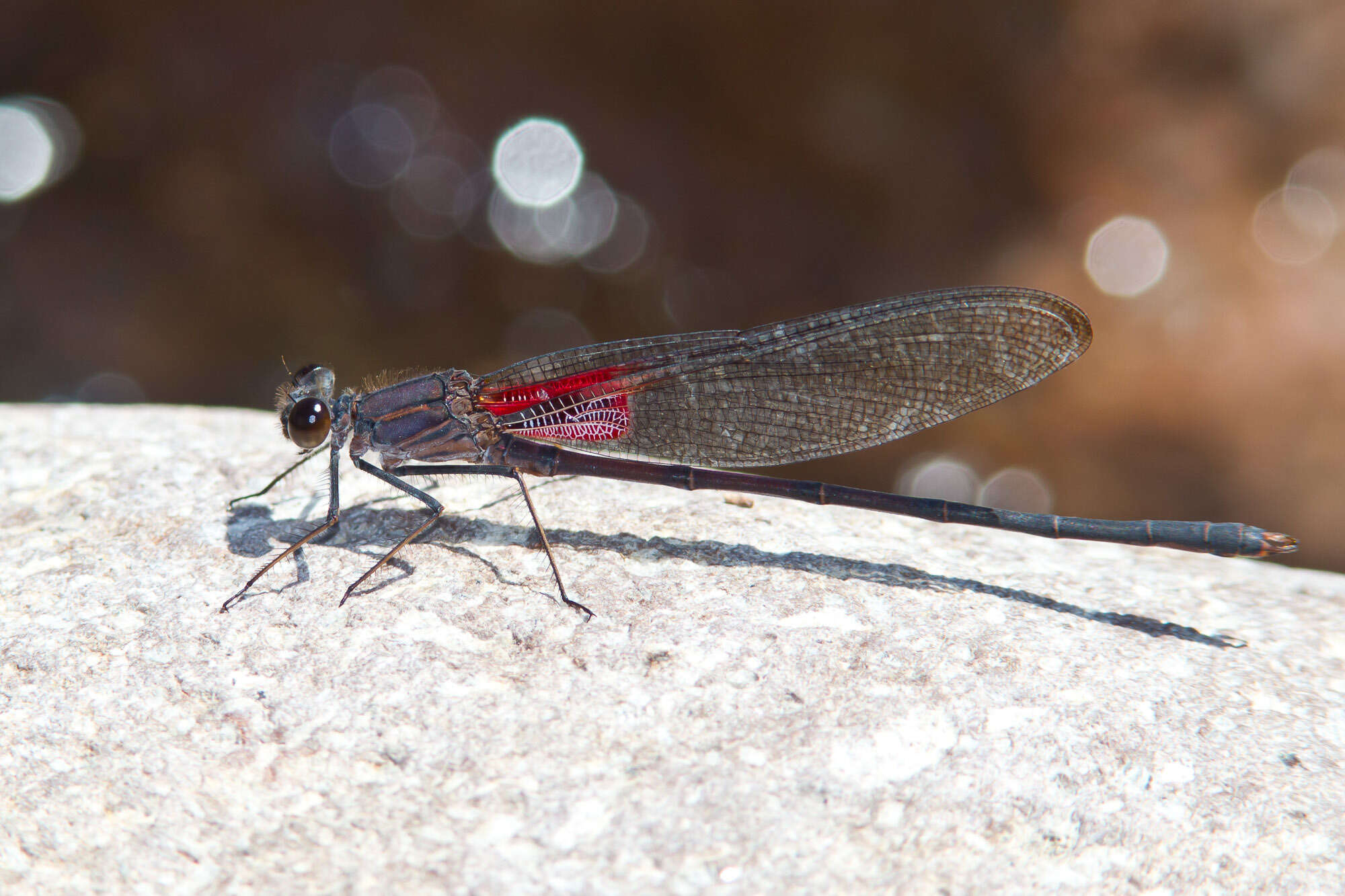 Imagem de Hetaerina vulnerata Hagen ex Selys 1853