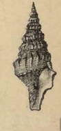 Image of Clavatula colini Maltzan 1883