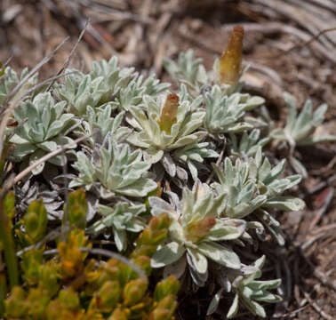 Image of Argyrotegium nitidulum (Hook. fil.) J. M. Ward & Breitw.