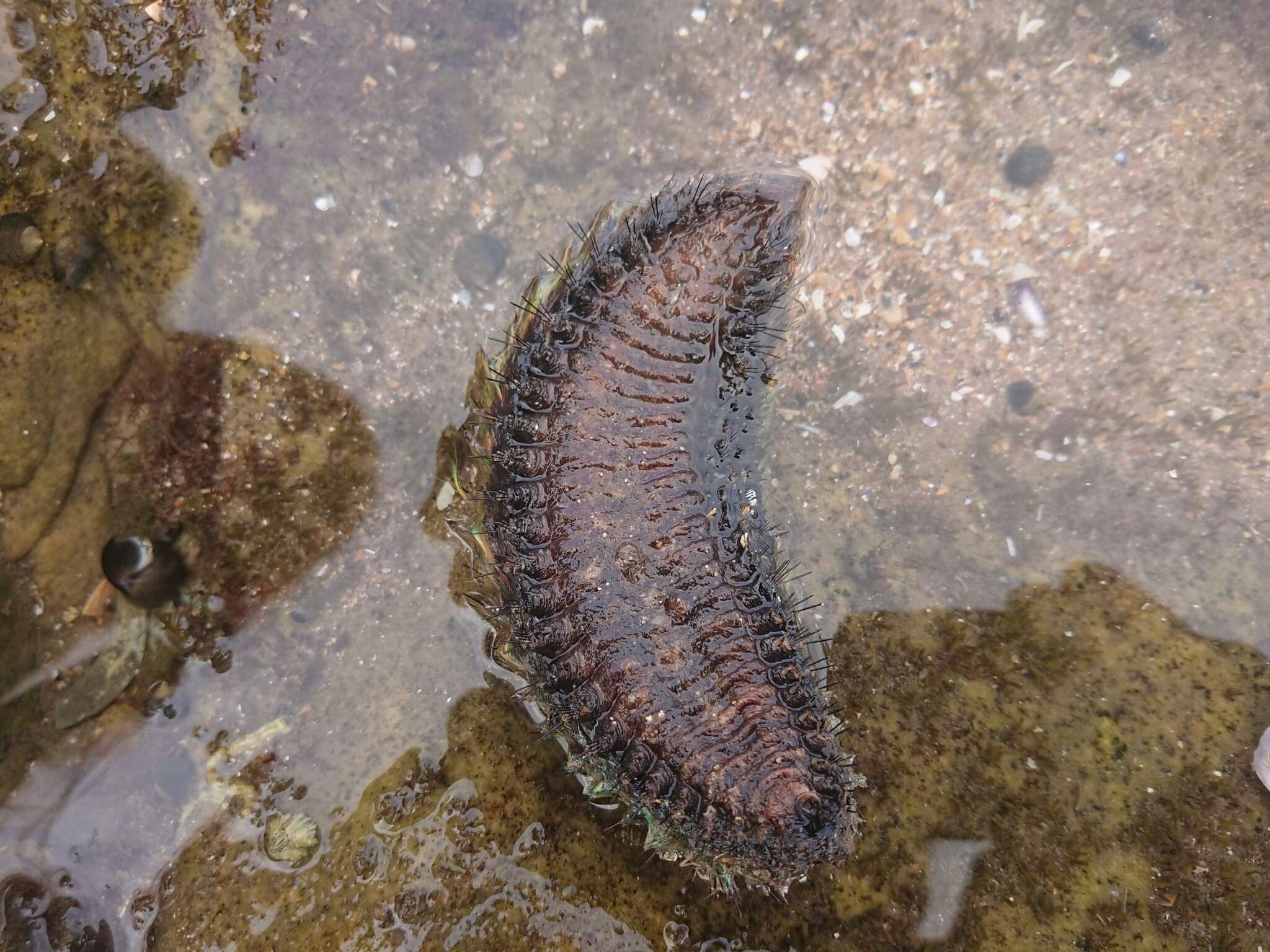 Image of Sea mouse