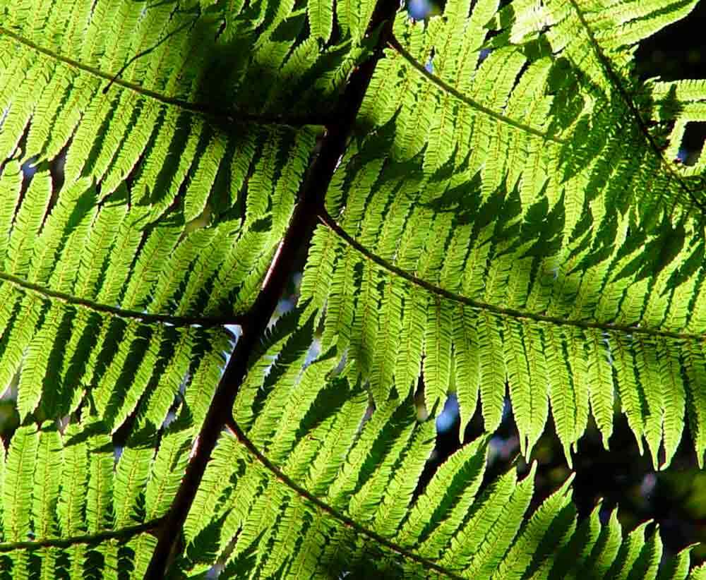 Image of Spiny tree fern