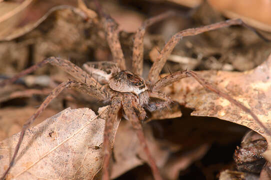 Plancia ëd Dolomedes scriptus Hentz 1845