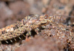 Image of machilid bristletails