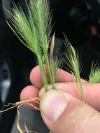 Image of Hordeum marinum subsp. gussoneanum (Parl.) Thell.