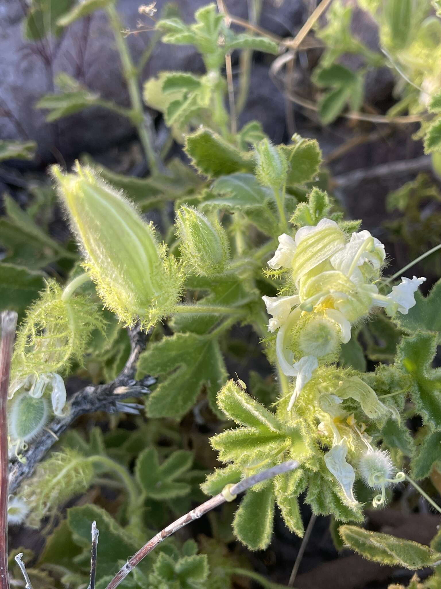 Image of Passiflora palmeri J. N. Rose