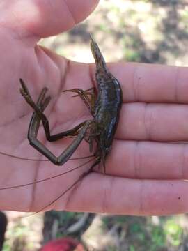 Imagem de Macrobrachium australiense Holthuis 1950