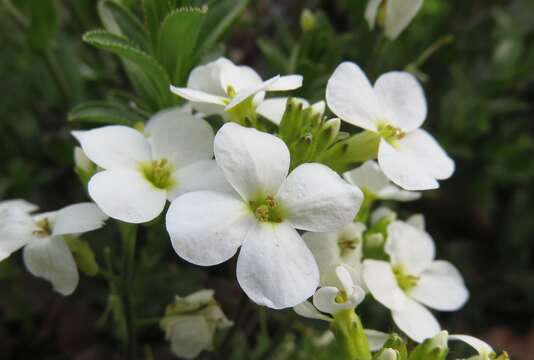 Image of Gray rockcress