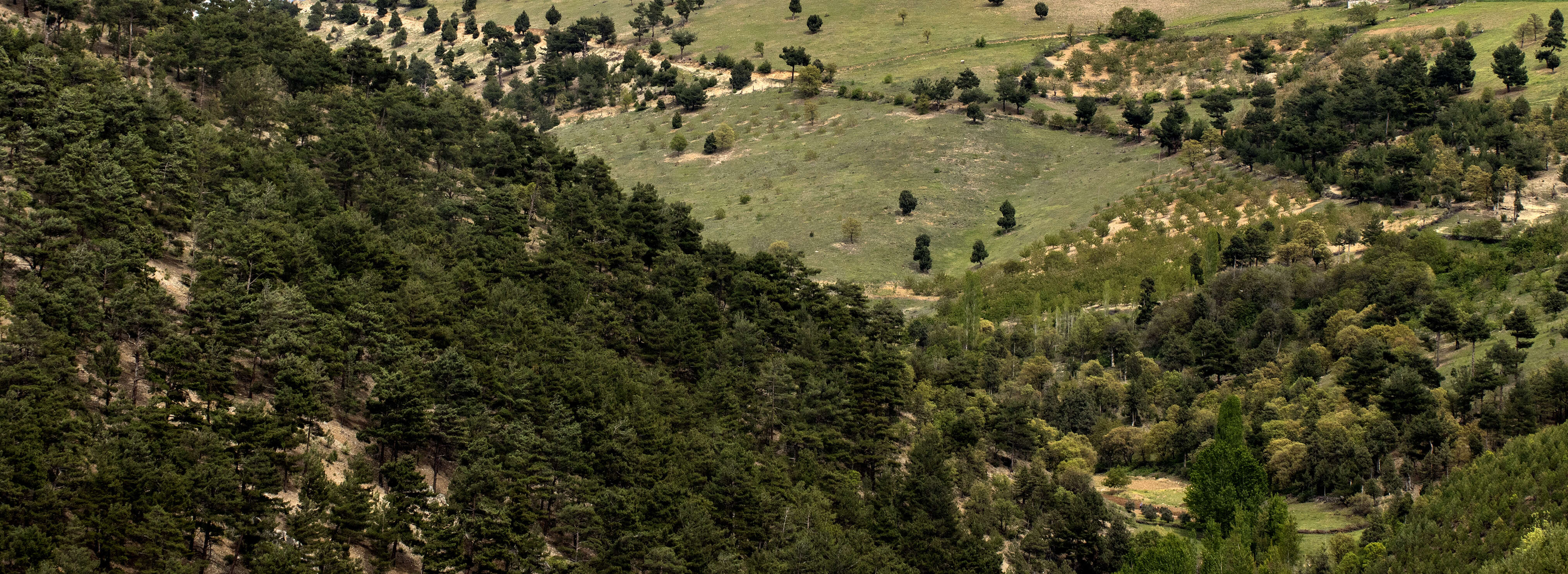 Image of Brutia Pine