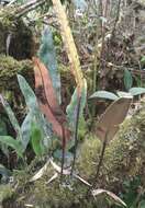 Imagem de Elaphoglossum lingua (Raddi) Brack.