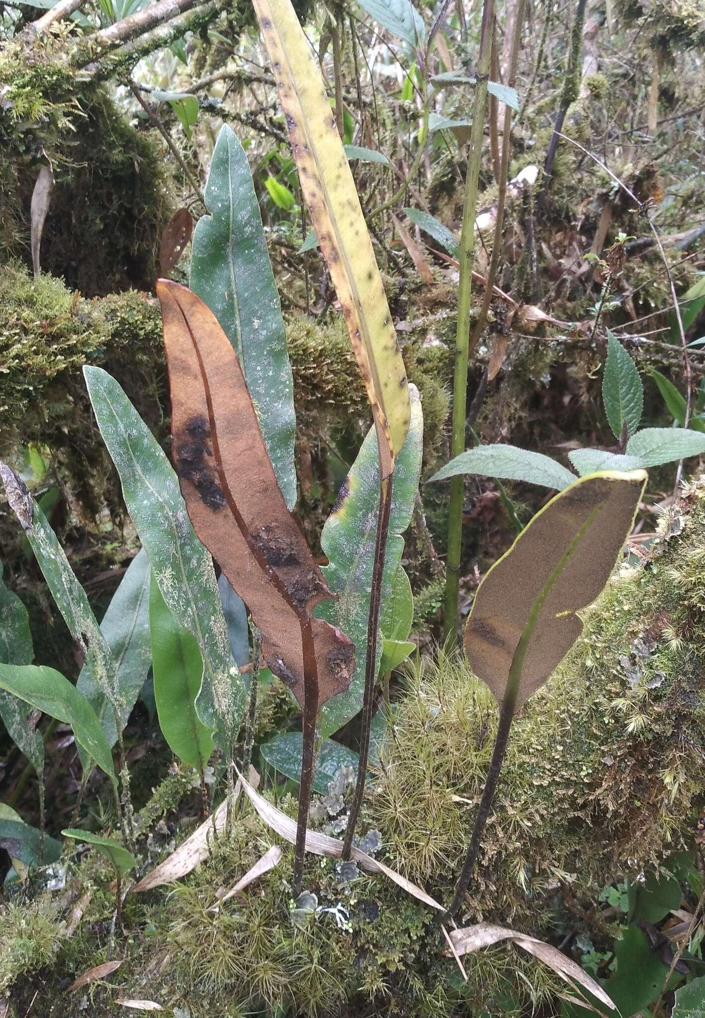 Imagem de Elaphoglossum lingua (Raddi) Brack.