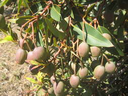 Imagem de Corymbia ficifolia (F. Müll.) K. D. Hill & L. A. S. Johnson