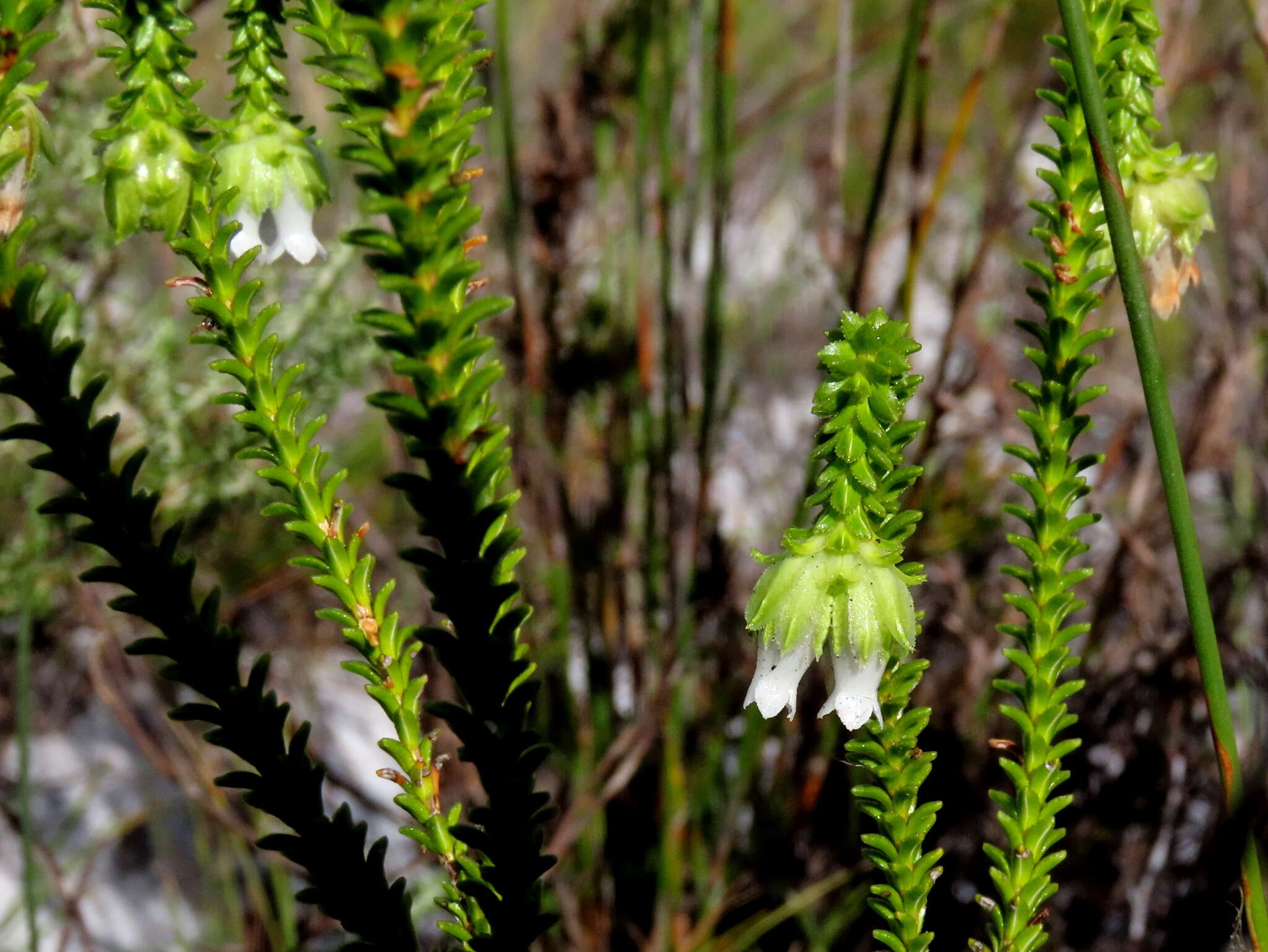 Image of Erica fairii Bolus