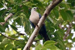 Image of Pacific Imperial Pigeon