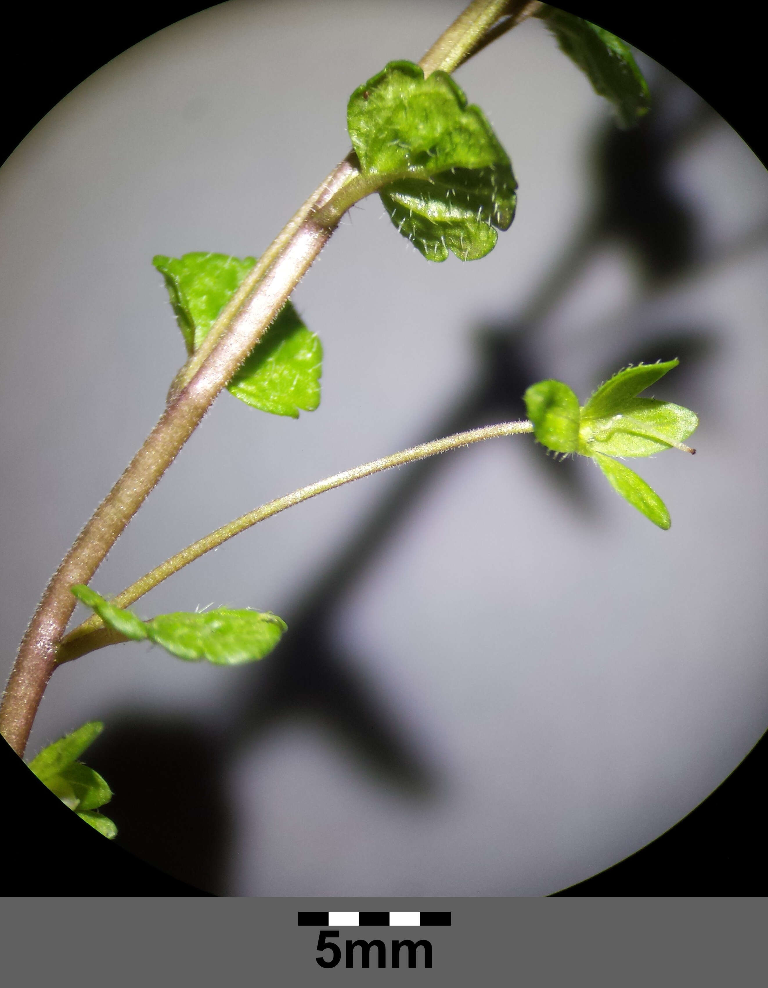 Image of slender speedwell