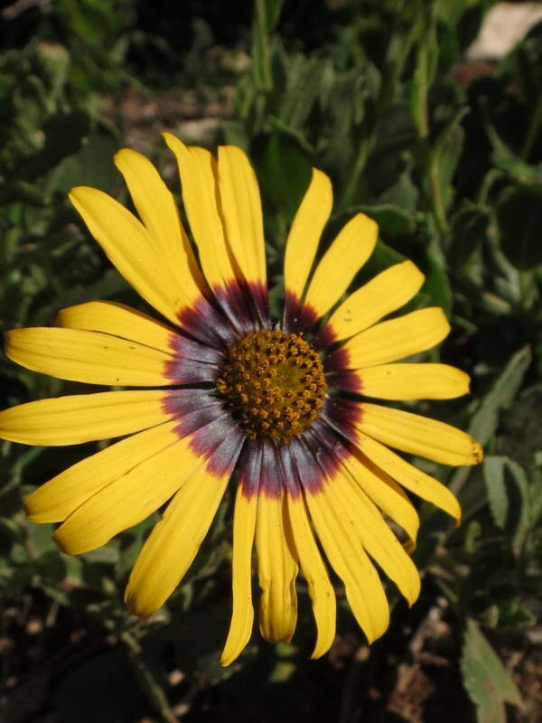 Osteospermum calcicola (J. C. Manning & Goldblatt) J. C. Manning & Goldblatt的圖片