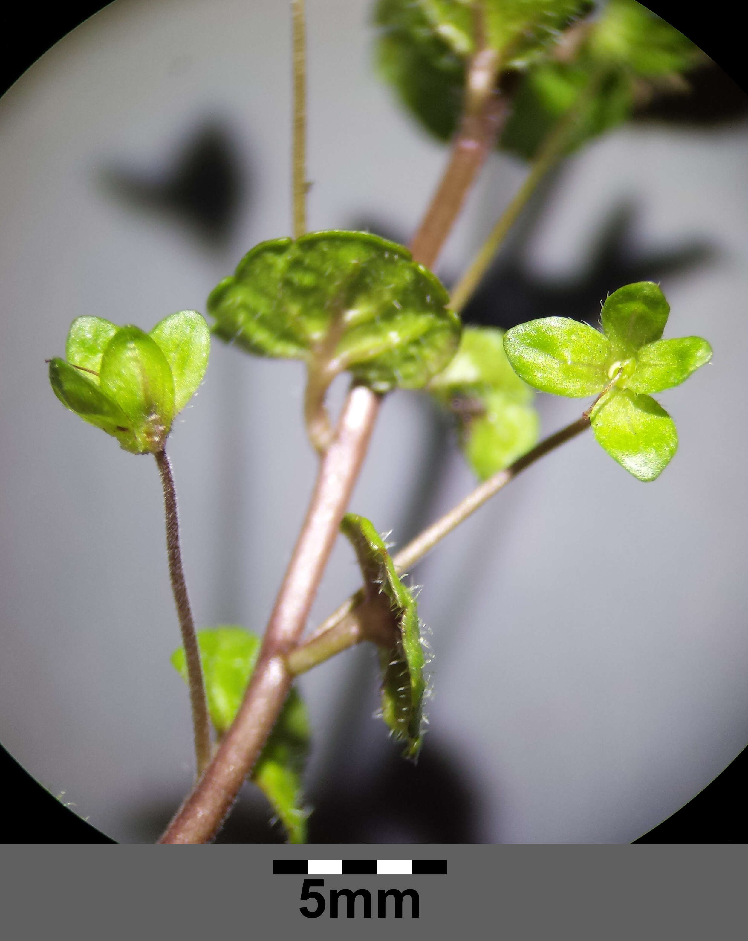 Image of slender speedwell