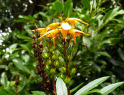 Imagem de Digitalis canariensis L.