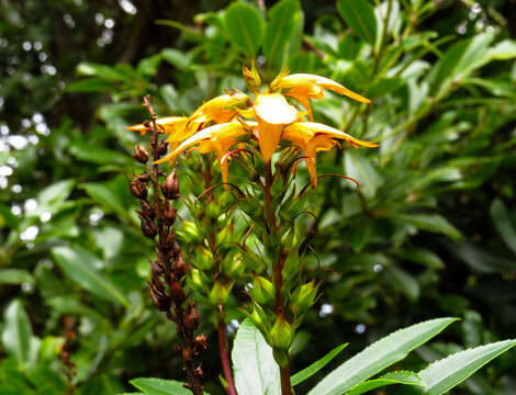 Image of Digitalis canariensis L.